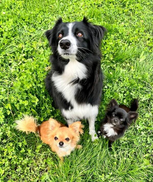 Hund - Bordercollien Julie