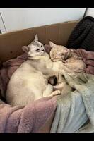 Burmilla katterna Leia och Johnny Burmilla katterna Leia och Johnny