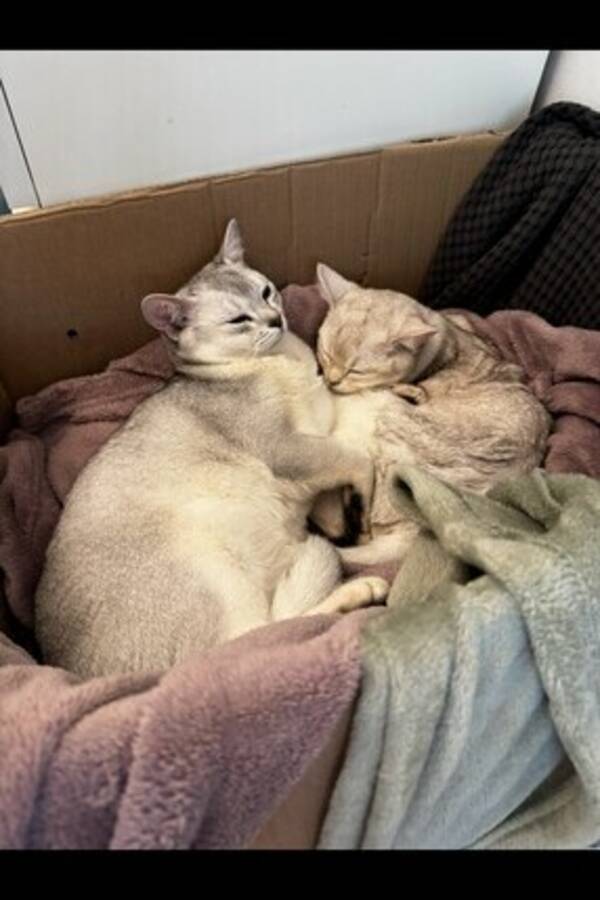 Katt - Burmilla katterna Leia och Johnny