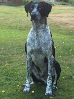 Greystern Garm Greystern Garm