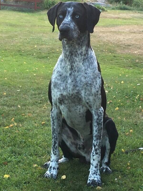 Hund - Greystern Garm