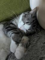 Katten, Skilla
