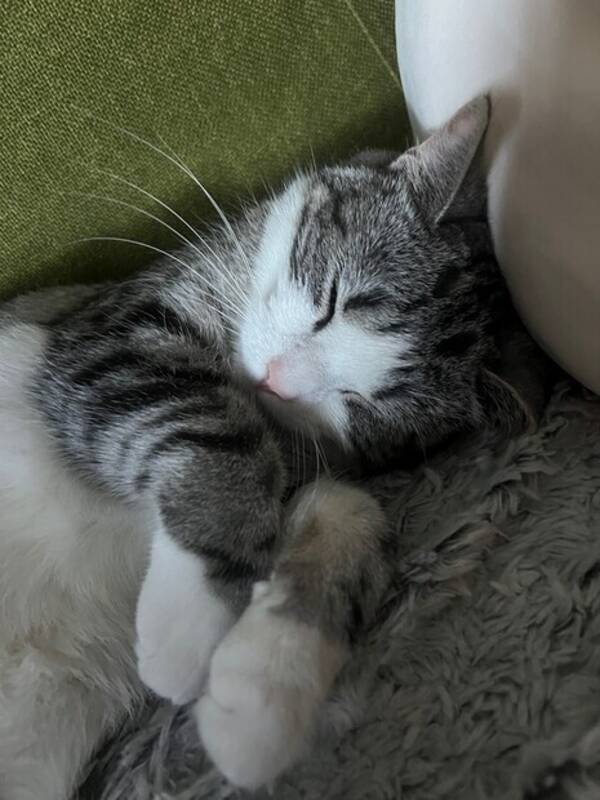 Katt - Katten, Skilla