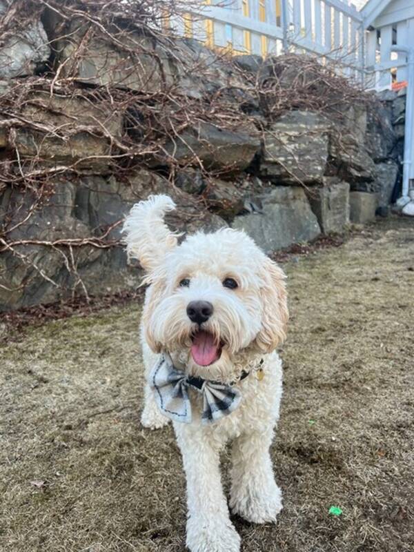 Hund - Cockapo  Hund - Cockapo