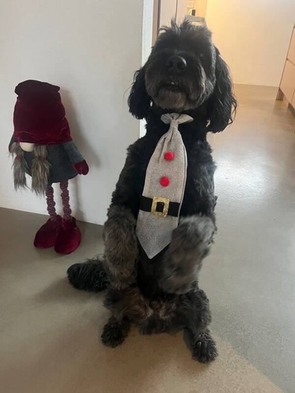 Hund - Labradoodle