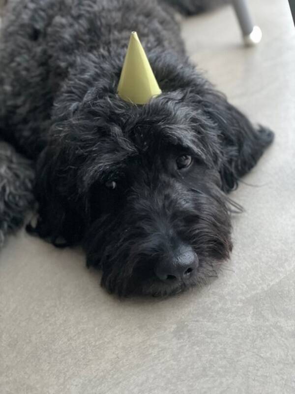 Hund - Labradoodle