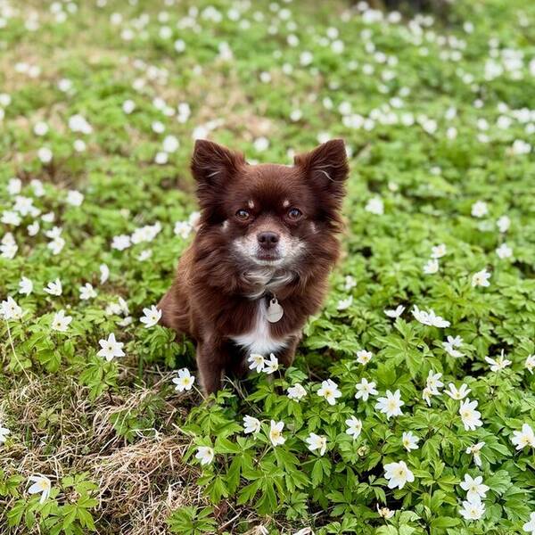 Hund - Chihuahua