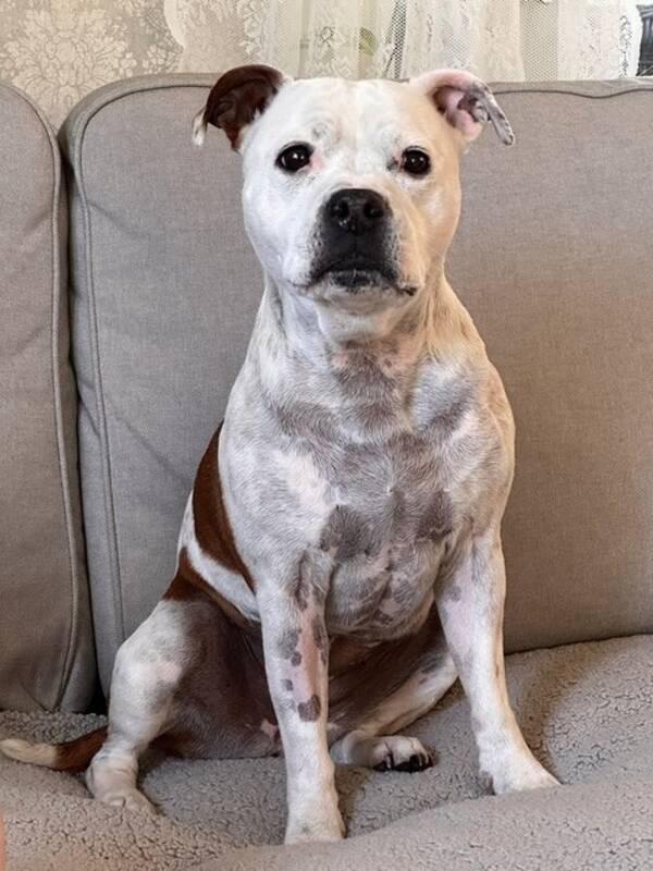 Hund - Ester
