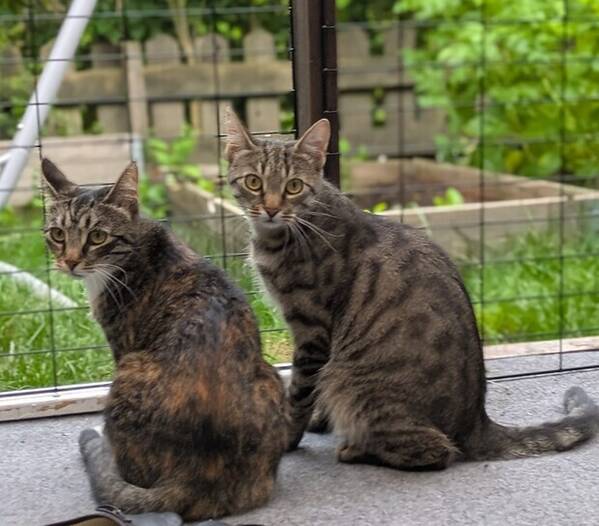 Katt - katter