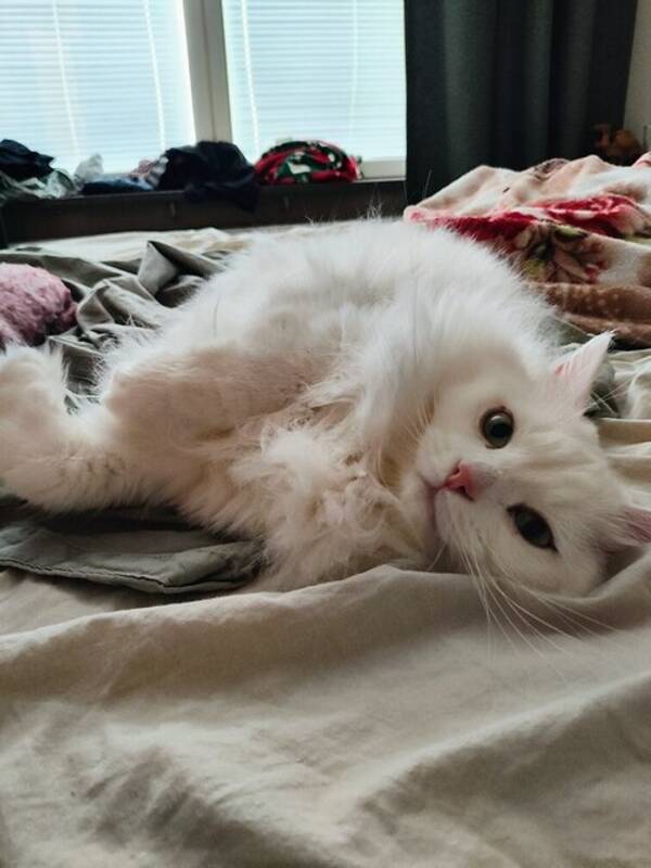 Katt - Sibiriska katten Atlas