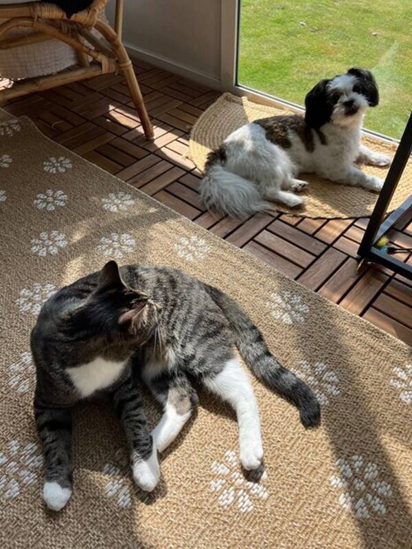 Hund - Blandrasen Milo & Katten Morris