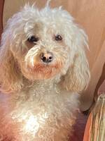 Cavapoo Minja 