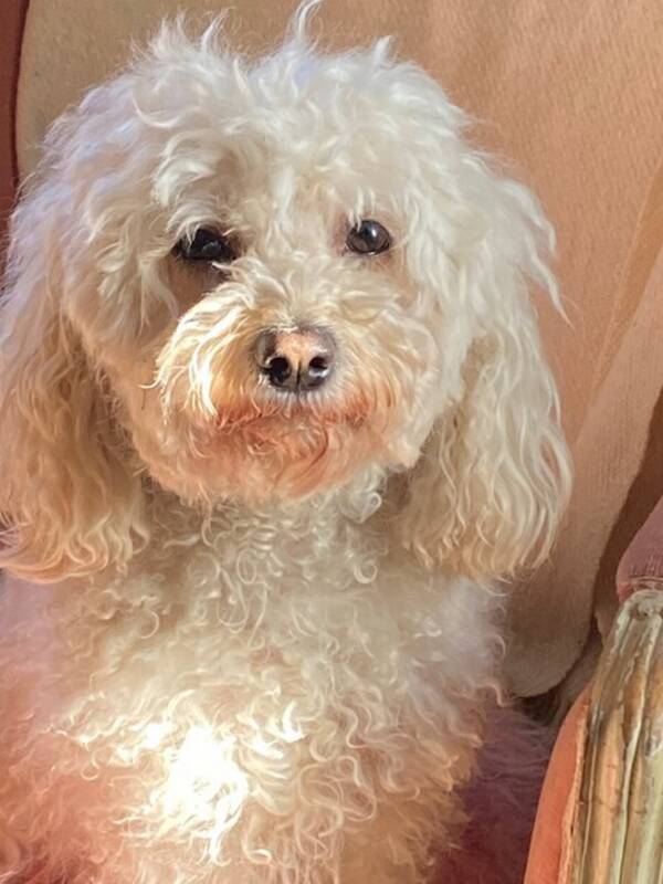 Hund - Cavapoo Minja 