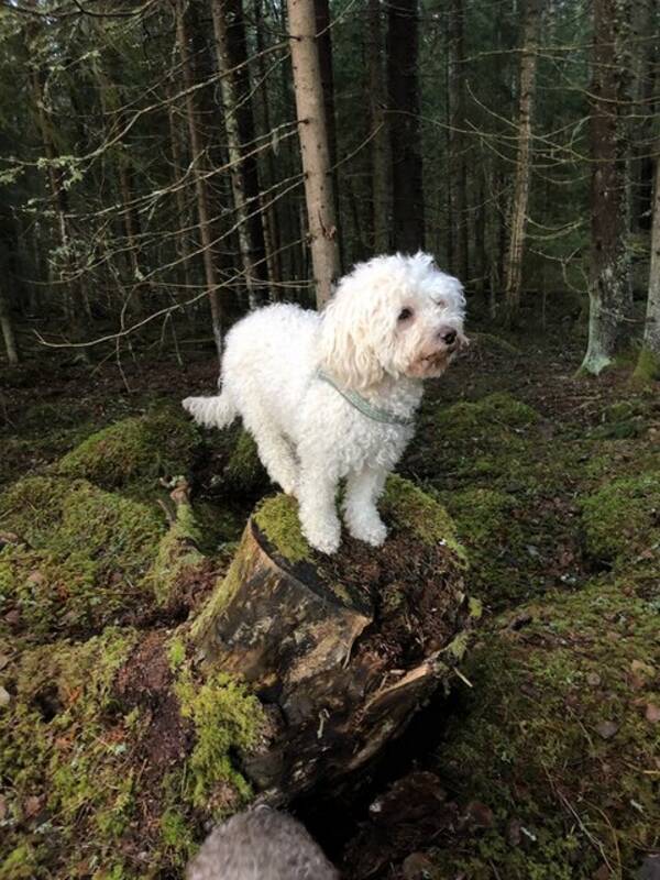 Hund - Cavapoo Minja 