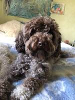 Cavapoo Taygeta Cavapoo Taygeta