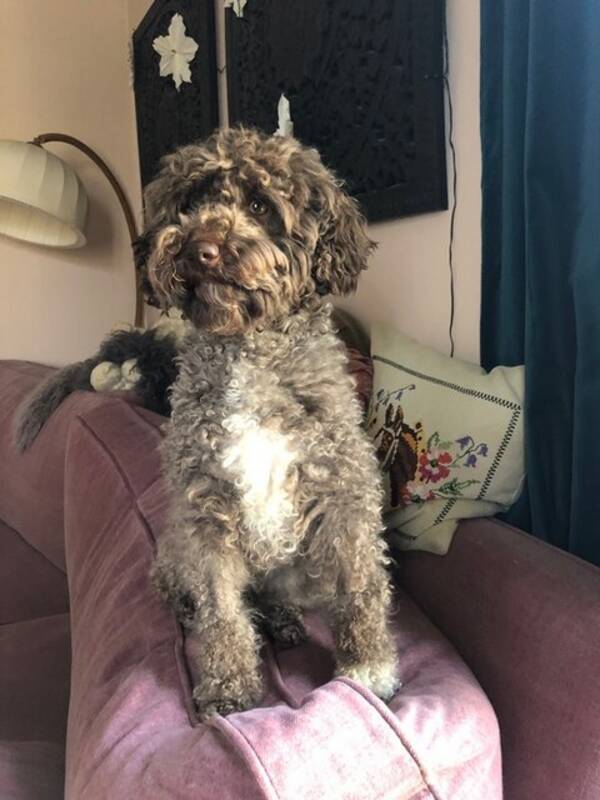 Hund - Cavapoo Taygeta 