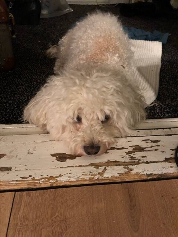 Hund - Cavapoo Minja 