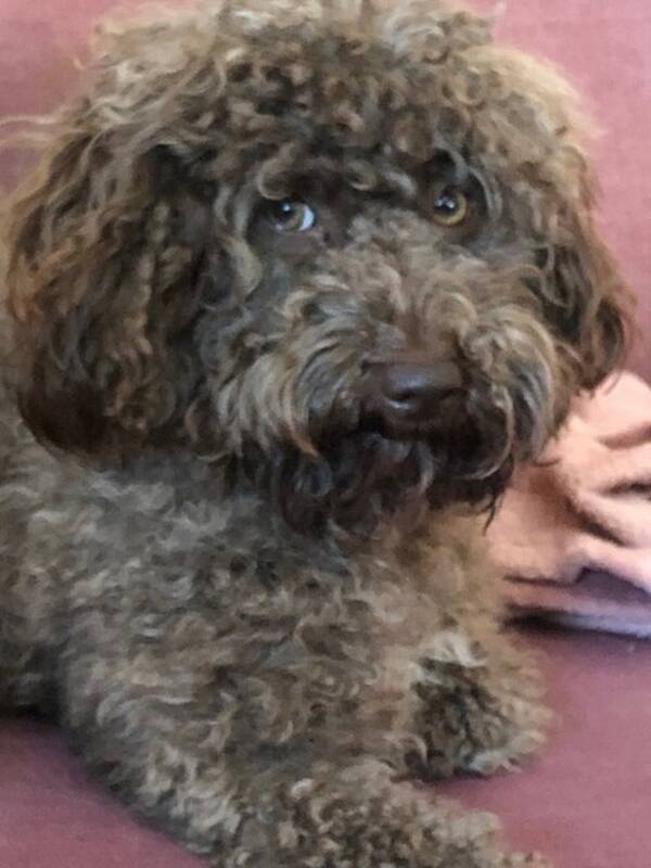 Hund - Cavapoo Taygeta 
