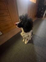 Dvärgpudel blandat med lasaaspo Dvärgpudel blandat med lasaaspo