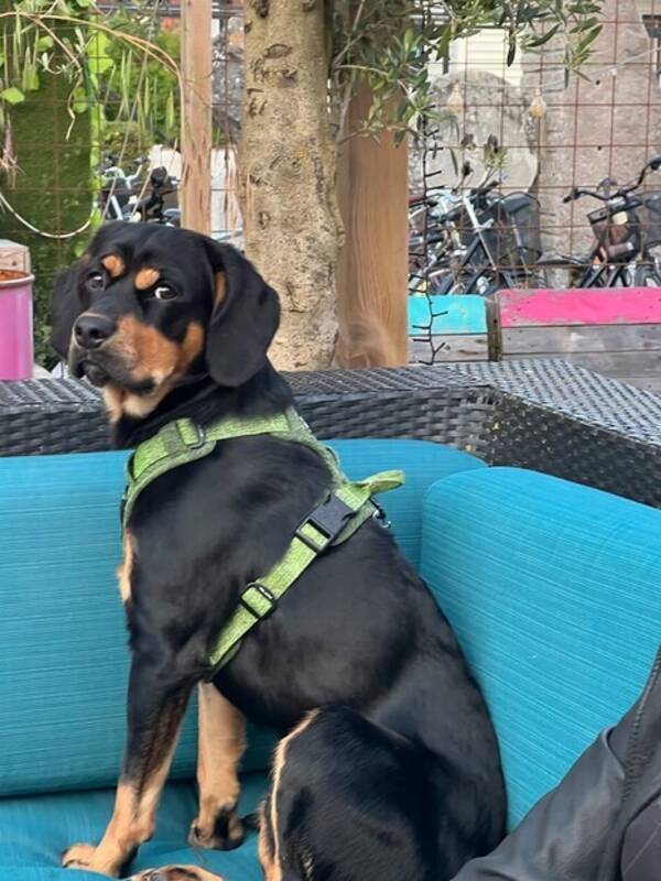Hund - Blandras Richie