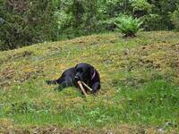 Labrador Bobo