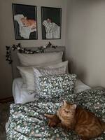 Katten Gustav
