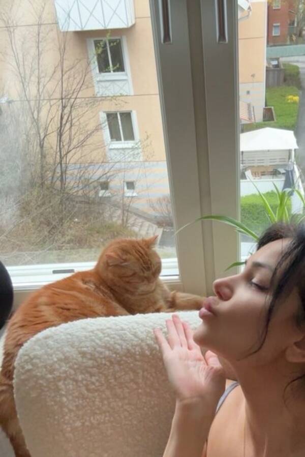 Katt - Katten Gustav