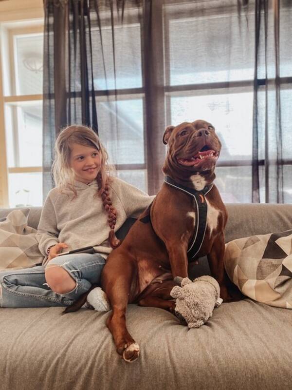 Hund - Olde english bulldog Hund - Olde english bulldog