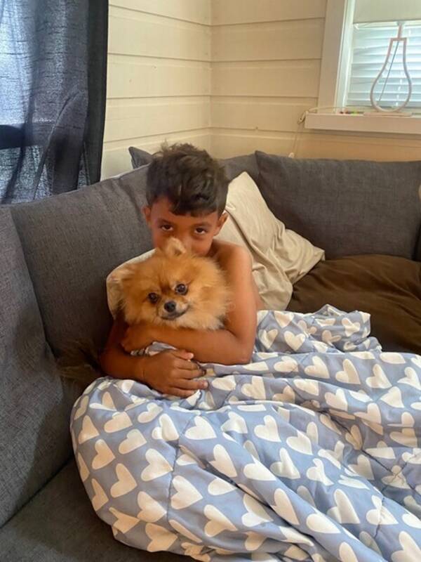 Hund - Pomeranian Hund - Pomeranian