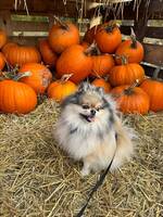 Luna - Pomeranian - Creme Sobel