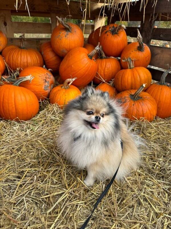 Hund - Luna - Pomeranian - Creme Sobel