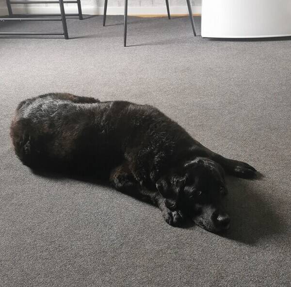 Hund - Lady