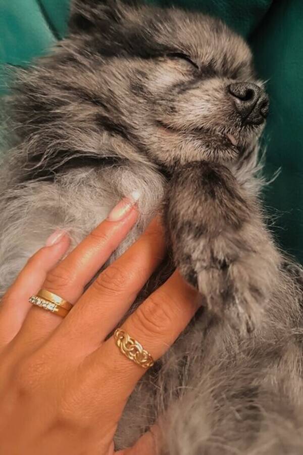 Hund - Pomchin Kompis