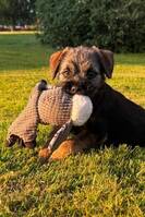 Murphy - borderterriervalp Murphy - borderterriervalp