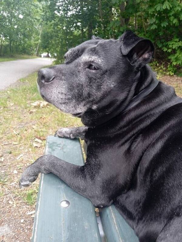 Hund - Bella 12 r 