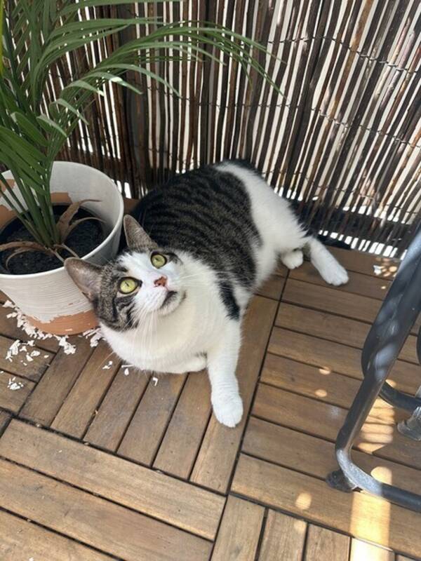 Katt - Katten Bella Katt - Katten Bella