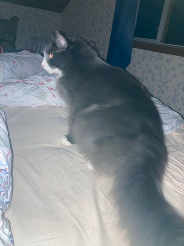 Katt - Sigge