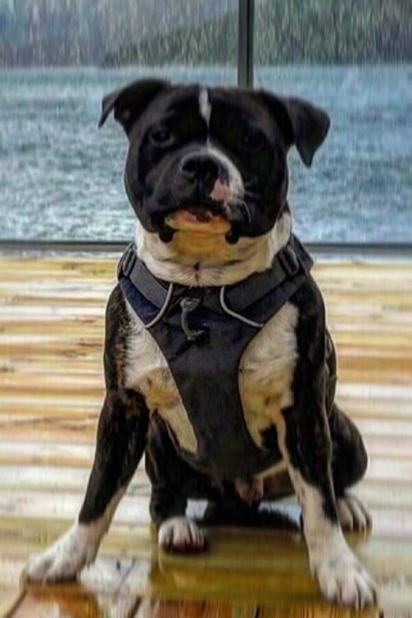 Hund - Staff( Staffordshire bullterrier) Hund - Staff( Staffordshire bullterrier)