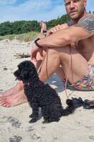 Hunden Lycke