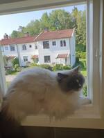 Katten Ozzy