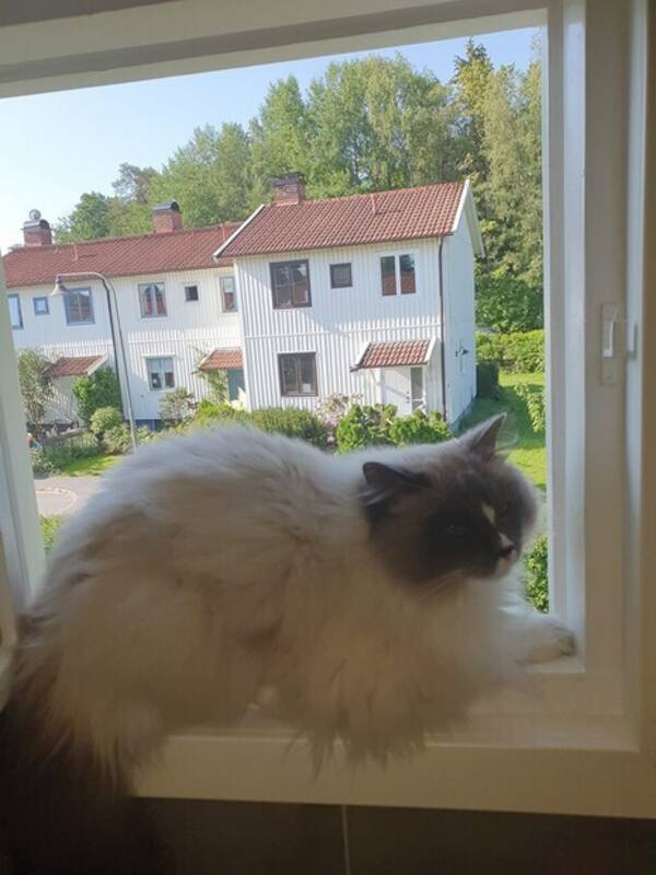 Katt - Katten Ozzy