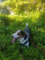 Drever Nansen Drever Nansen