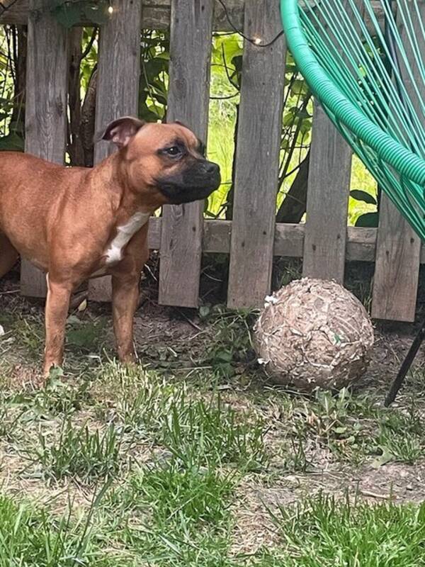 Hund - Engelska staffordshire bullterrier