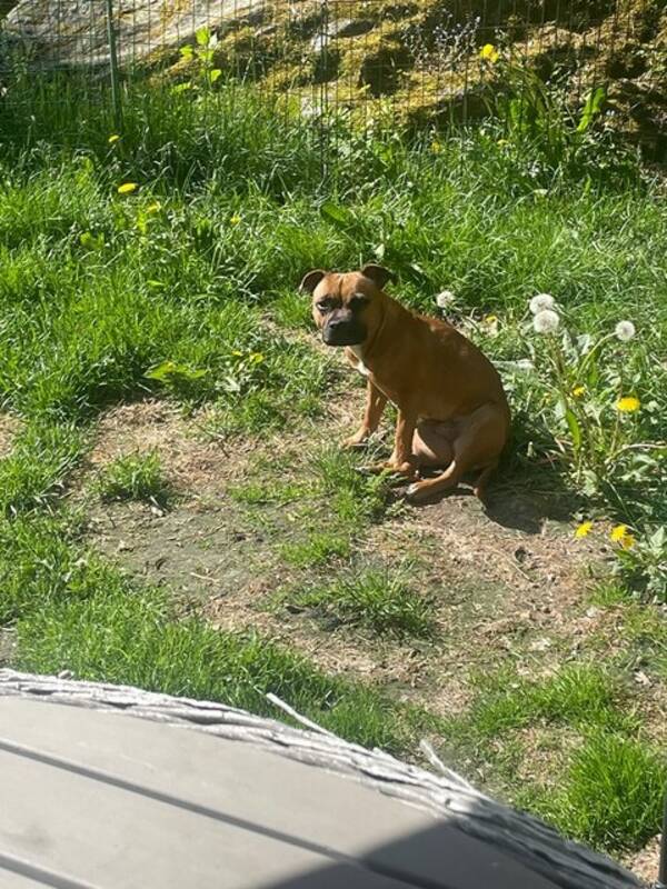 Hund - Engelska staffordshire bullterrier