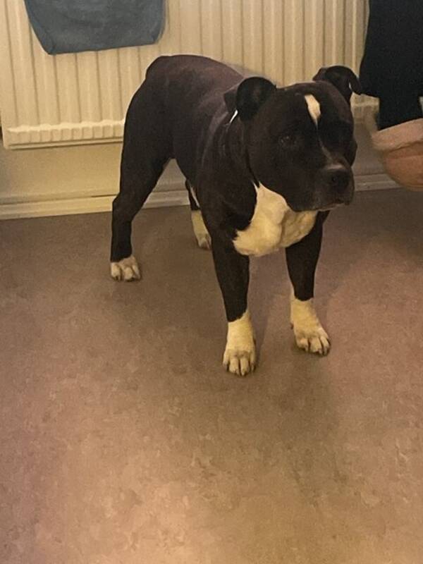 Hund - Engelska staffordshire bullterrier