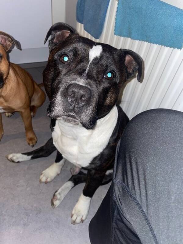 Hund - Engelska staffordshire bullterrier