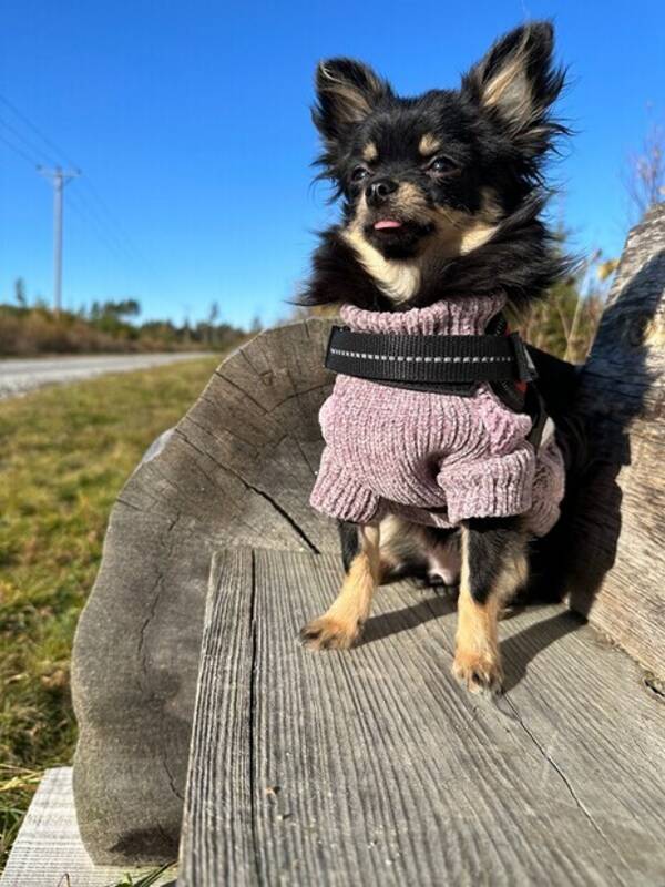 Hund - Chihuahuan Cajsa 
