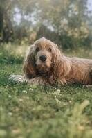 Cocker spanieln Vide