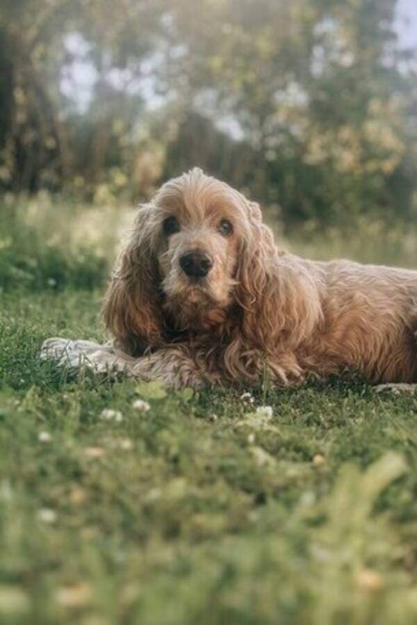 Hund - Cocker spanieln Vide