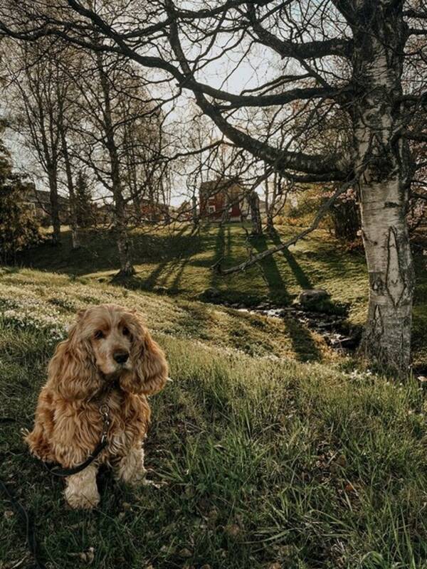 Hund - Cocker spanieln Vide